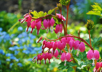 Frühlingsblumen